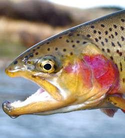 Clark Fork Fishing Report – 5/9