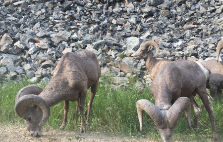 Clark Fork Fishing Report – 5/3