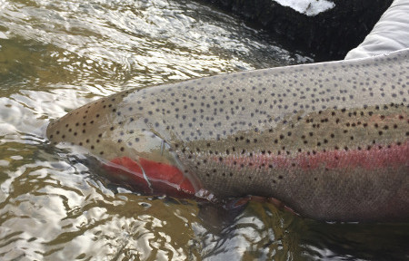 Blackfoot Fishing Report – 4/5