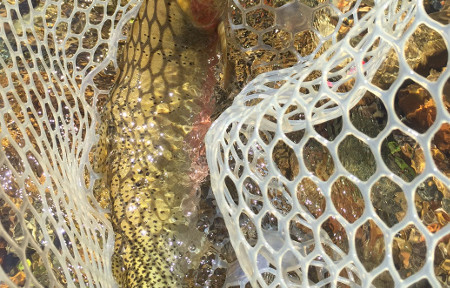 Clark Fork Fishing Report – 4/21