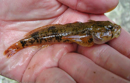 Fly Tying Kingfisher Sculpin