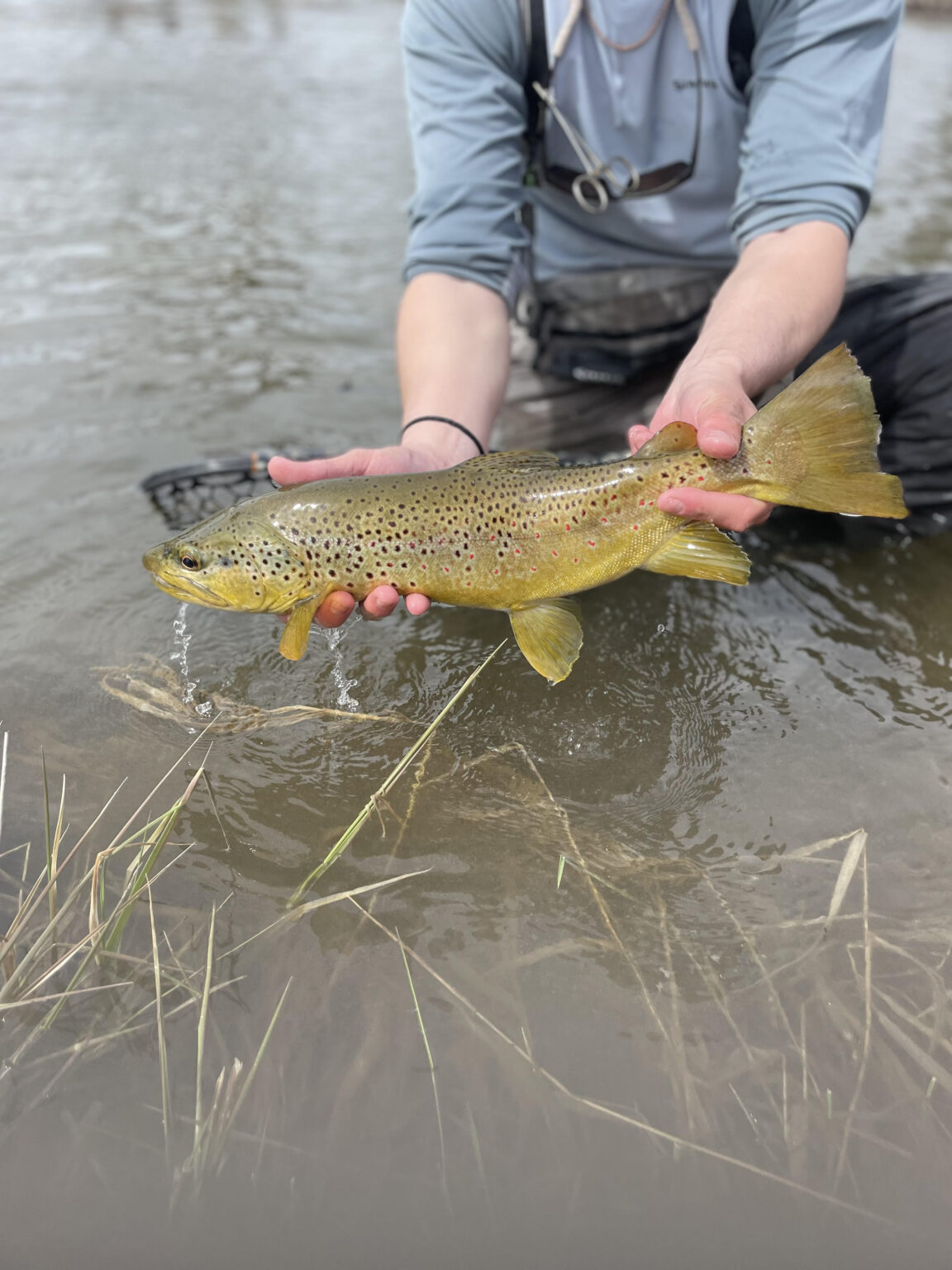 Bitterroot River Fishing Report 4 23 – The Kingfisher Fly Shop